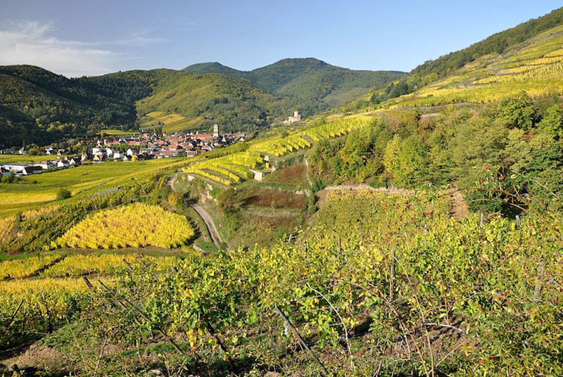 Vignoble Vins Marschall